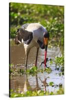 Saddle-billed stork (Ephippiorhynchus senegalensis), Ngorongoro Crater, Tanzania, East Africa, Afri-Ashley Morgan-Stretched Canvas
