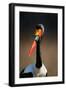 Saddle-Billed Stork (Ephippiorhynchus Senegalensis) Portrait Close-Up - Kruger National Park (South-Johan Swanepoel-Framed Photographic Print