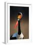 Saddle-Billed Stork (Ephippiorhynchus Senegalensis) Portrait Close-Up - Kruger National Park (South-Johan Swanepoel-Framed Photographic Print