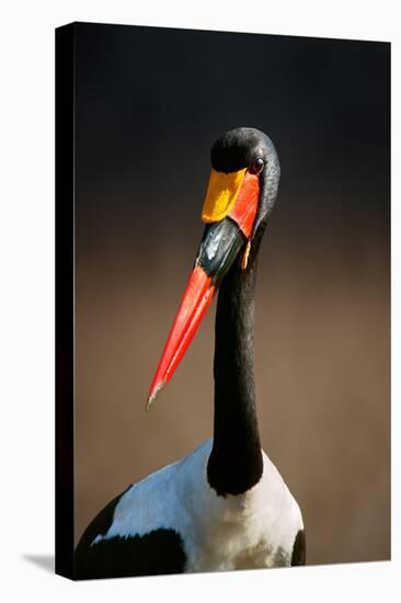 Saddle-Billed Stork (Ephippiorhynchus Senegalensis) Portrait Close-Up - Kruger National Park (South-Johan Swanepoel-Stretched Canvas