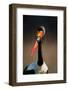 Saddle-Billed Stork (Ephippiorhynchus Senegalensis) Portrait Close-Up - Kruger National Park (South-Johan Swanepoel-Framed Photographic Print