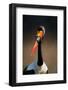 Saddle-Billed Stork (Ephippiorhynchus Senegalensis) Portrait Close-Up - Kruger National Park (South-Johan Swanepoel-Framed Photographic Print