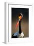 Saddle-Billed Stork (Ephippiorhynchus Senegalensis) Portrait Close-Up - Kruger National Park (South-Johan Swanepoel-Framed Photographic Print