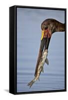 Saddle-Billed Stork (Ephippiorhynchus Senegalensis) with a Fish-James Hager-Framed Stretched Canvas