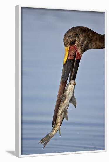 Saddle-Billed Stork (Ephippiorhynchus Senegalensis) with a Fish-James Hager-Framed Photographic Print