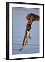 Saddle-Billed Stork (Ephippiorhynchus Senegalensis) with a Fish-James Hager-Framed Photographic Print