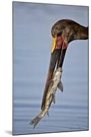 Saddle-Billed Stork (Ephippiorhynchus Senegalensis) with a Fish-James Hager-Mounted Photographic Print