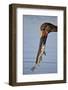 Saddle-Billed Stork (Ephippiorhynchus Senegalensis) with a Fish-James Hager-Framed Photographic Print