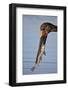 Saddle-Billed Stork (Ephippiorhynchus Senegalensis) with a Fish-James Hager-Framed Photographic Print