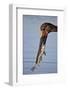 Saddle-Billed Stork (Ephippiorhynchus Senegalensis) with a Fish-James Hager-Framed Photographic Print