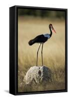 Saddle-Billed Stork , Moremi Game Reserve, Botswana-Paul Souders-Framed Stretched Canvas