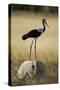 Saddle-Billed Stork , Moremi Game Reserve, Botswana-Paul Souders-Stretched Canvas