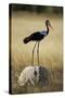 Saddle-Billed Stork , Moremi Game Reserve, Botswana-Paul Souders-Stretched Canvas