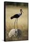 Saddle-Billed Stork , Moremi Game Reserve, Botswana-Paul Souders-Framed Stretched Canvas