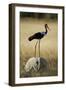 Saddle-Billed Stork , Moremi Game Reserve, Botswana-Paul Souders-Framed Photographic Print