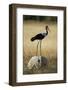 Saddle-Billed Stork , Moremi Game Reserve, Botswana-Paul Souders-Framed Photographic Print