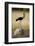 Saddle-Billed Stork , Moremi Game Reserve, Botswana-Paul Souders-Framed Photographic Print