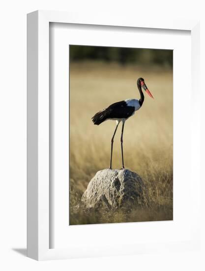 Saddle-Billed Stork , Moremi Game Reserve, Botswana-Paul Souders-Framed Photographic Print