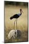 Saddle-Billed Stork , Moremi Game Reserve, Botswana-Paul Souders-Mounted Photographic Print