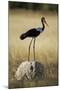 Saddle-Billed Stork , Moremi Game Reserve, Botswana-Paul Souders-Mounted Photographic Print