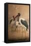 Saddle-Billed Stork (Xenorhynchus Senegalensis), 1856-67-Joseph Wolf-Framed Stretched Canvas