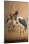 Saddle-Billed Stork (Xenorhynchus Senegalensis), 1856-67-Joseph Wolf-Mounted Giclee Print