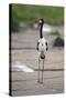 Saddle-Billed Stork-Michele Westmorland-Stretched Canvas