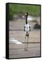 Saddle-Billed Stork-Michele Westmorland-Framed Stretched Canvas