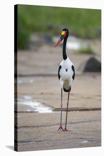 Saddle-Billed Stork-Michele Westmorland-Stretched Canvas