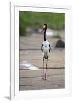 Saddle-Billed Stork-Michele Westmorland-Framed Premium Photographic Print