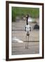 Saddle-Billed Stork-Michele Westmorland-Framed Premium Photographic Print