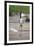 Saddle-Billed Stork-Michele Westmorland-Framed Premium Photographic Print