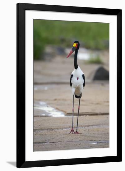 Saddle-Billed Stork-Michele Westmorland-Framed Premium Photographic Print