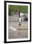 Saddle-Billed Stork-Michele Westmorland-Framed Premium Photographic Print