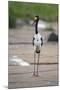 Saddle-Billed Stork-Michele Westmorland-Mounted Premium Photographic Print
