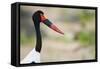 Saddle-Billed Stork-Michele Westmorland-Framed Stretched Canvas