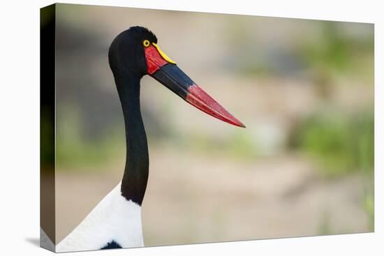 Saddle-Billed Stork-Michele Westmorland-Stretched Canvas