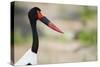 Saddle-Billed Stork-Michele Westmorland-Stretched Canvas