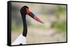 Saddle-Billed Stork-Michele Westmorland-Framed Stretched Canvas