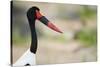 Saddle-Billed Stork-Michele Westmorland-Stretched Canvas