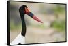 Saddle-Billed Stork-Michele Westmorland-Framed Stretched Canvas