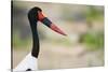 Saddle-Billed Stork-Michele Westmorland-Stretched Canvas