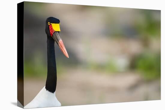 Saddle-Billed Stork-Michele Westmorland-Stretched Canvas