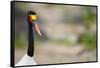 Saddle-Billed Stork-Michele Westmorland-Framed Stretched Canvas