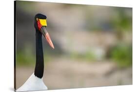 Saddle-Billed Stork-Michele Westmorland-Stretched Canvas