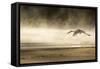 Saddle Billed Stork-Michele Westmorland-Framed Stretched Canvas