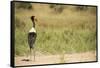 Saddle Billed Stork-Michele Westmorland-Framed Stretched Canvas