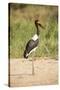 Saddle Billed Stork-Michele Westmorland-Stretched Canvas
