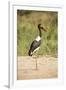 Saddle Billed Stork-Michele Westmorland-Framed Premium Photographic Print