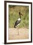 Saddle Billed Stork-Michele Westmorland-Framed Premium Photographic Print